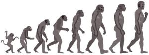 ape-to-man-evolution